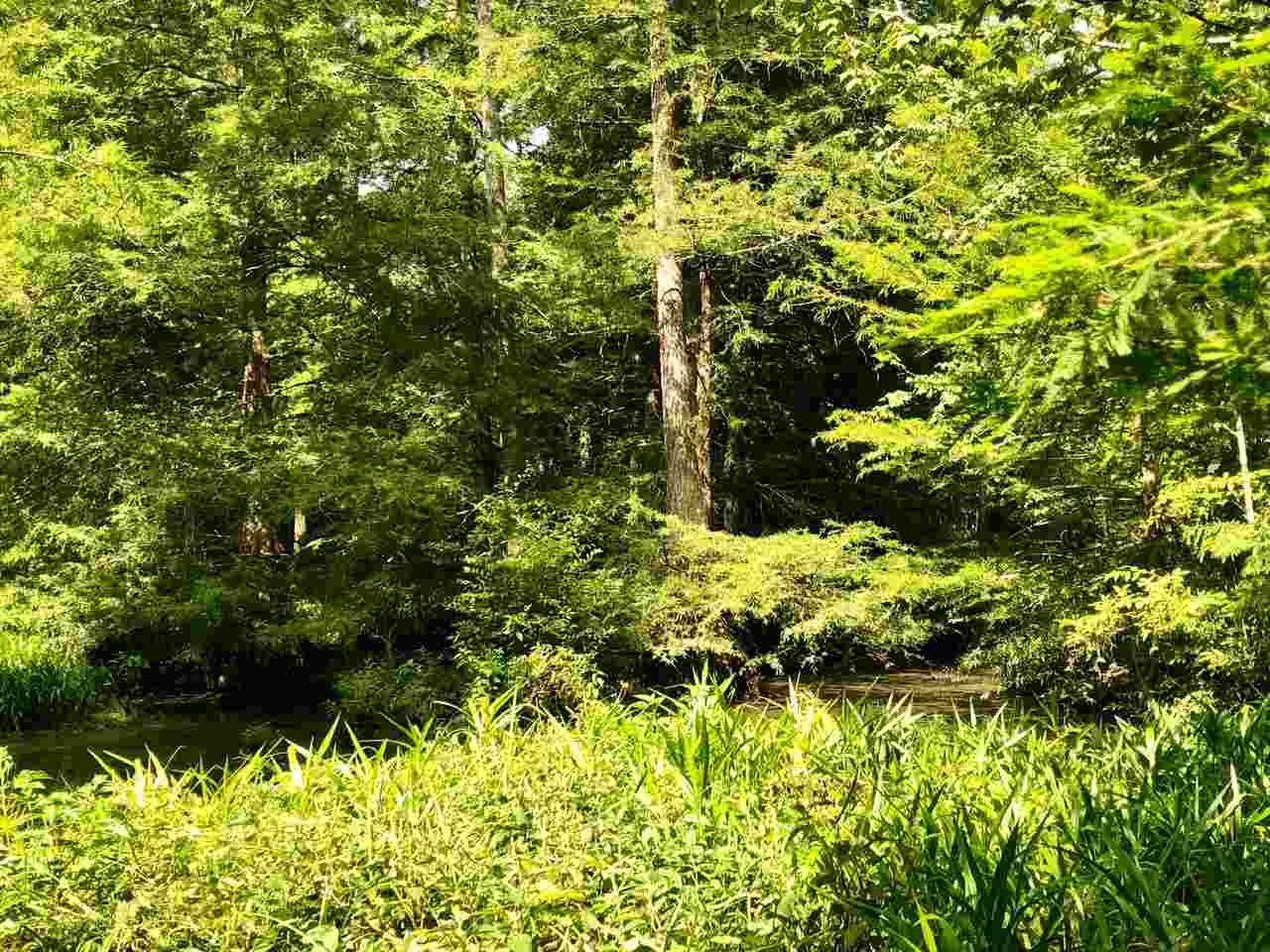 220 Pea Ridge Road Forest, MS 39074 - Photo 12 of 19 Photo 12