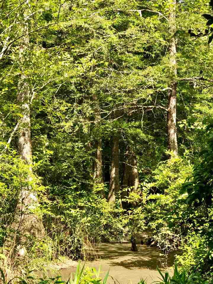 220 Pea Ridge Road Forest, MS 39074 - Photo 13 of 19 Photo 13