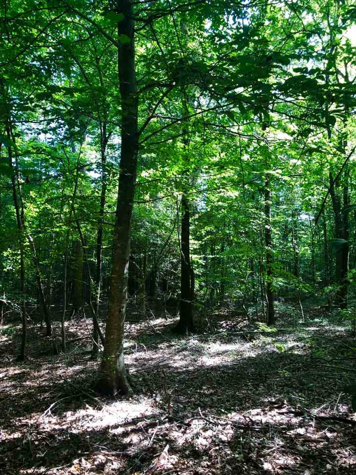 220 Pea Ridge Road Forest, MS 39074 - Photo 9 of 19 Photo 9