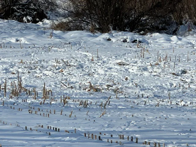 $285,000 | 10 Co Highway 10, Elizabeth, MN 56533