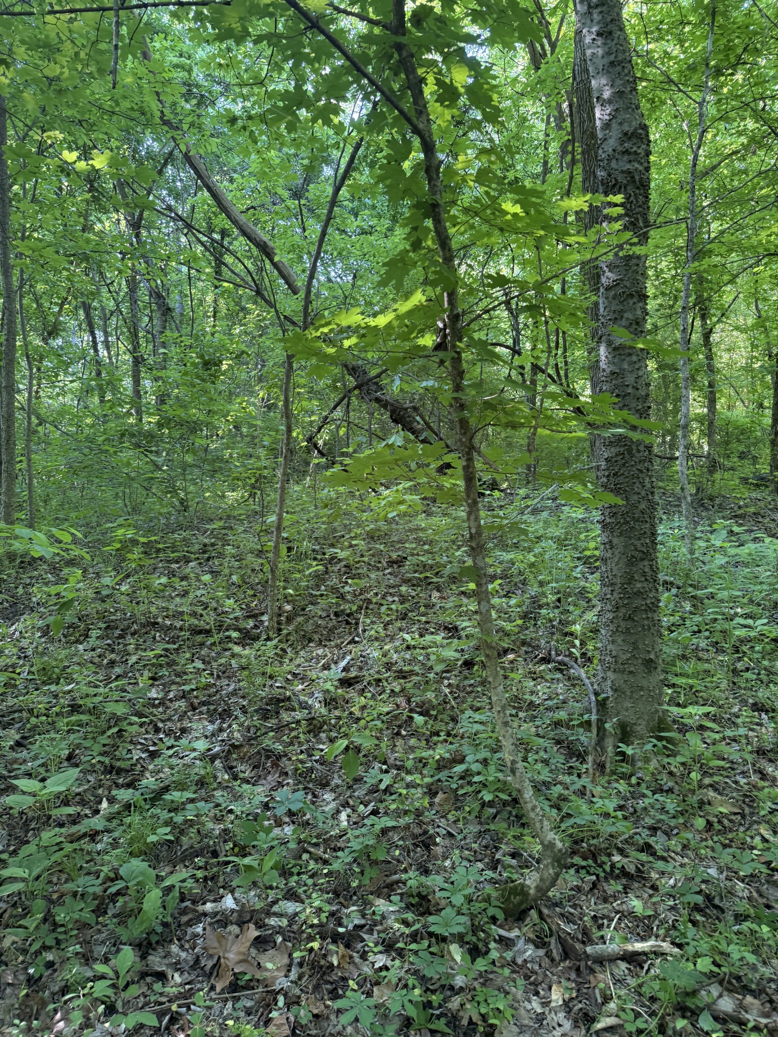 0 West Crigger Road Millington, TN 38053 - Photo 3 of 9