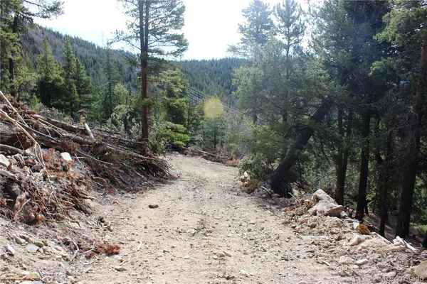 a view of a forest filled with trees