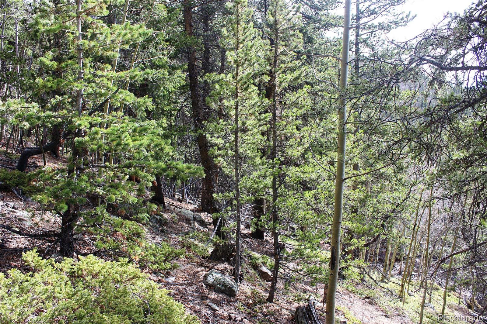4-1 Lamartine Road Idaho Springs, CO 80452 - Photo 12 of 22 a view of a forest with a tree