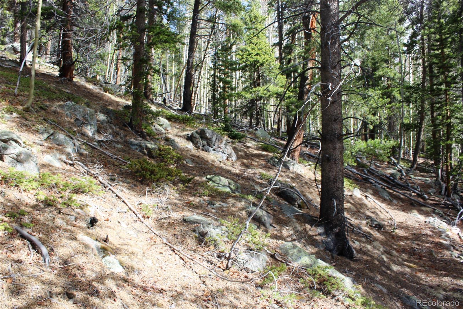 4-1 Lamartine Road Idaho Springs, CO 80452 - Photo 21 of 22 a view of a forest filled with trees