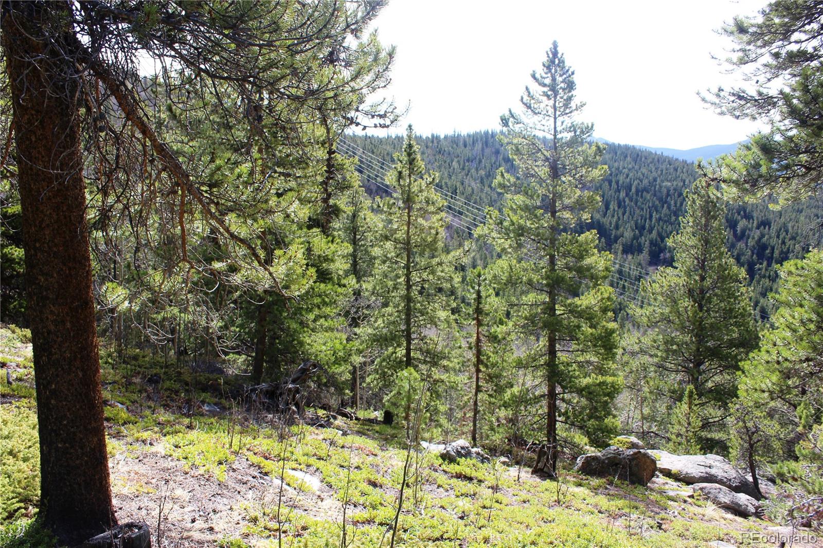 4-1 Lamartine Road Idaho Springs, CO 80452 - Photo 8 of 22 a view of a yard with large trees