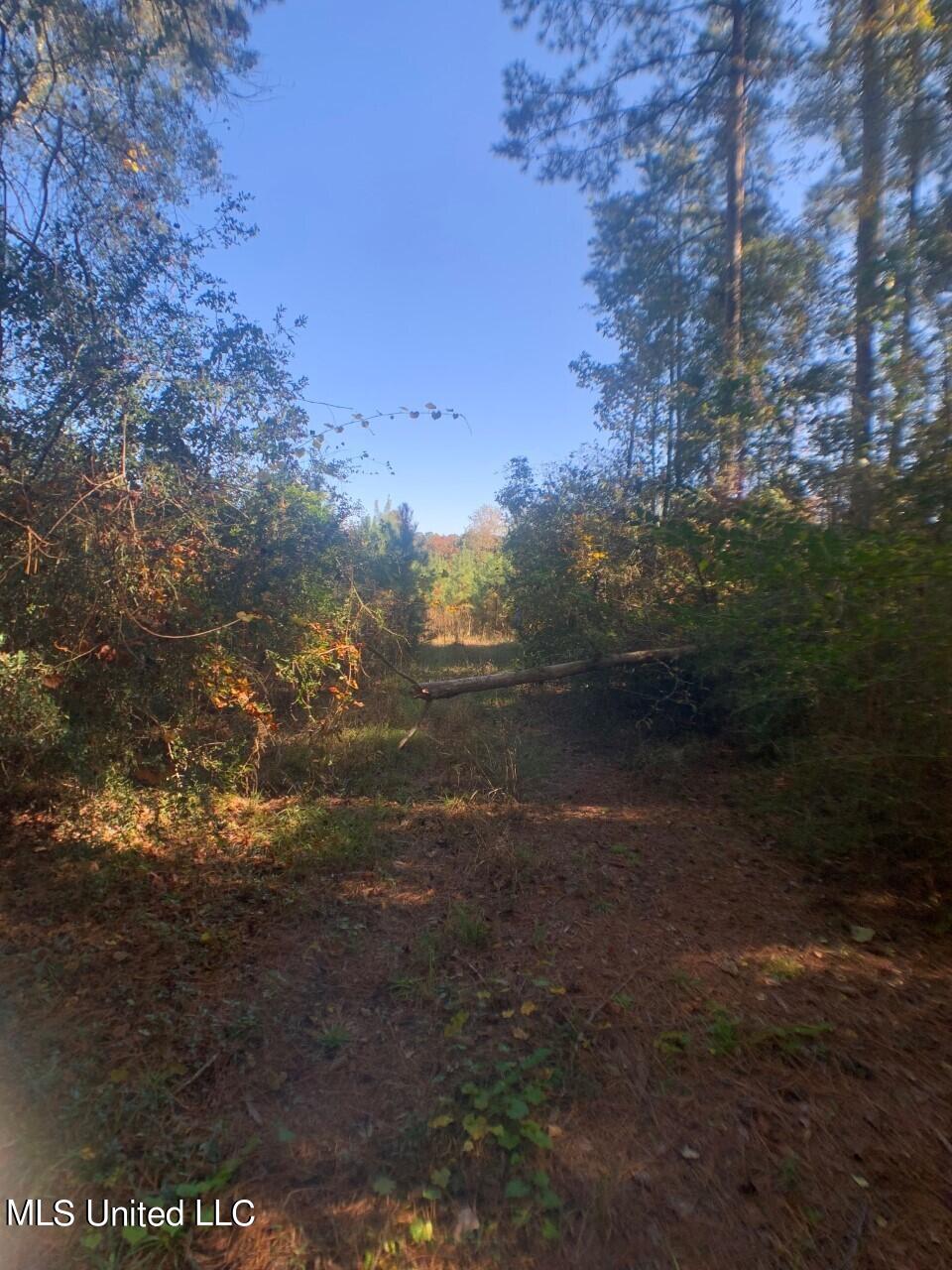 Jake Barnes Road Mendenhall, MS 39114 - Photo 6 of 6 thumbnail_IMG_3279