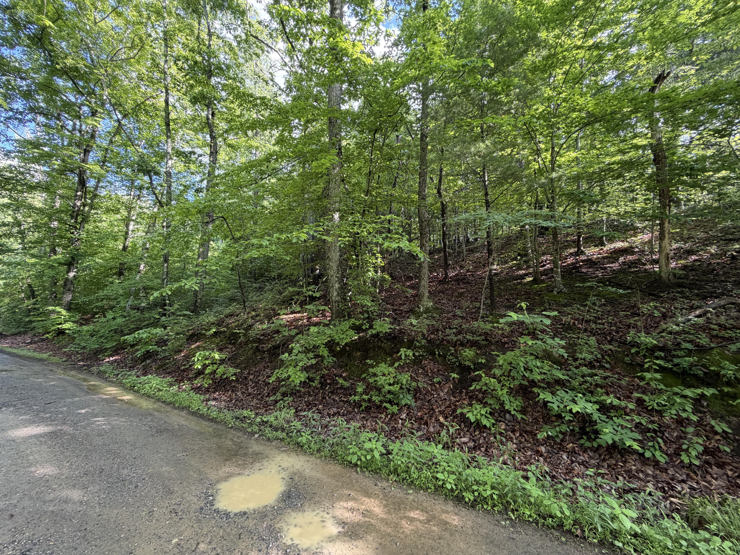 0 Lake Road Troutville, VA 24175 - Photo 10 of 18 a view of a forest with a tree