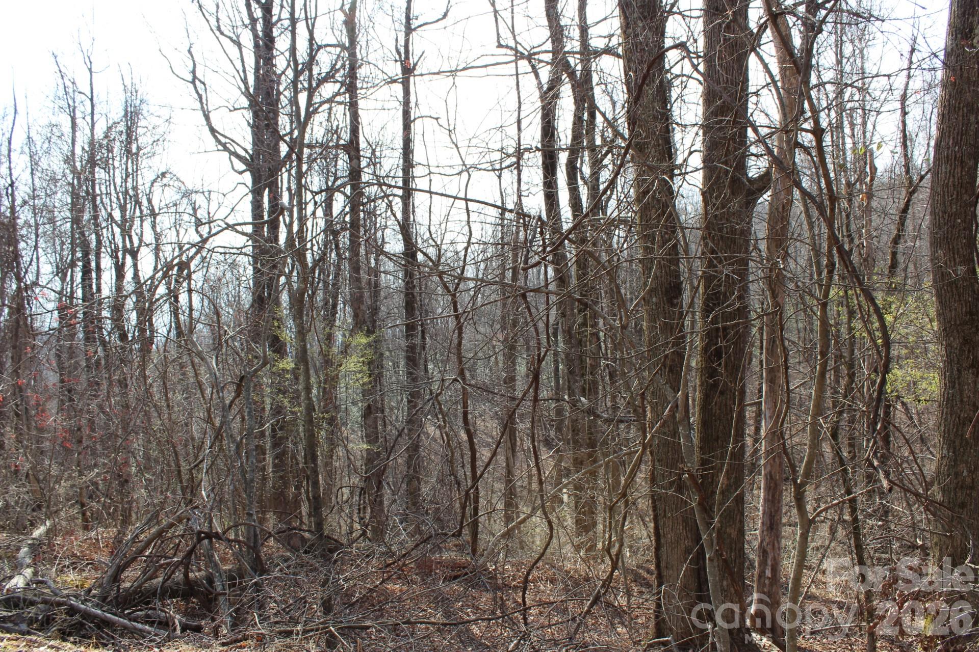 Lot 20 Sunset Ridge Drive, Unit 20 Columbus, NC 28722 - Photo 15 of 18 a view of forest