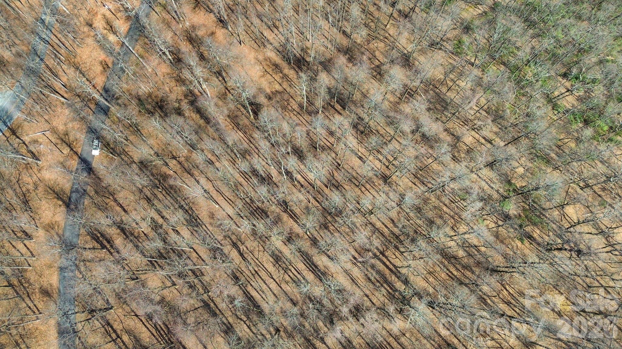 Lot 20 Sunset Ridge Drive, Unit 20 Columbus, NC 28722 - Photo 5 of 18 a close up of a plant