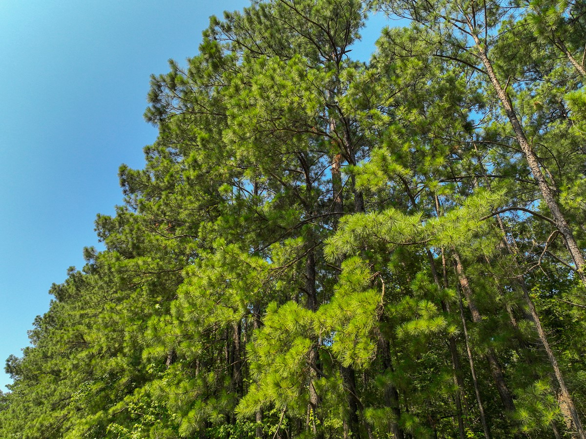 3 Highway 87 South Milam, TX 75959 - Photo 4 of 10 a view of a lush green forest with lawn chairs