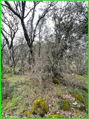 a view of a yard with a tree