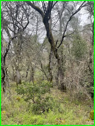 a view of a large tree in a yard