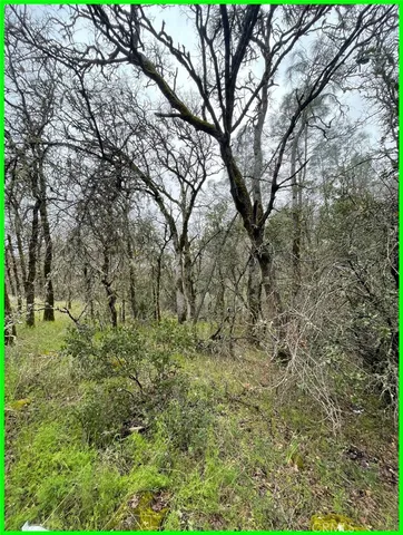 a view of a forest with trees in the background