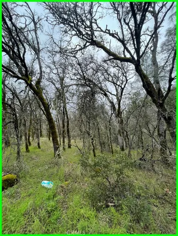 a big yard with lots of green space and deers