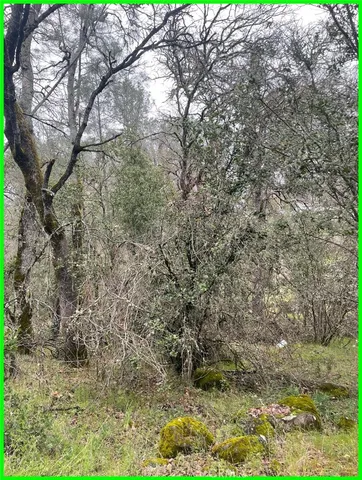 a close up of a tree