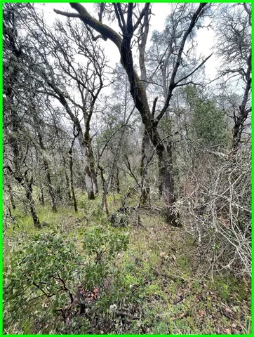 a view of a large yard with lots of bushes