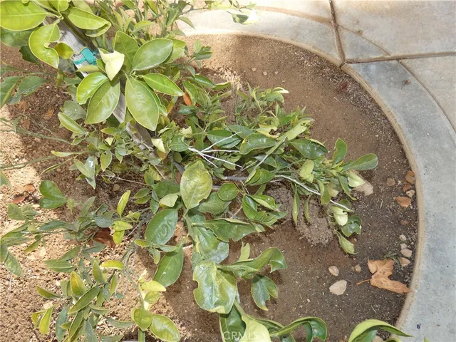 $549,777 | 1776 Desert Almond Way, Beaumont, CA 92223