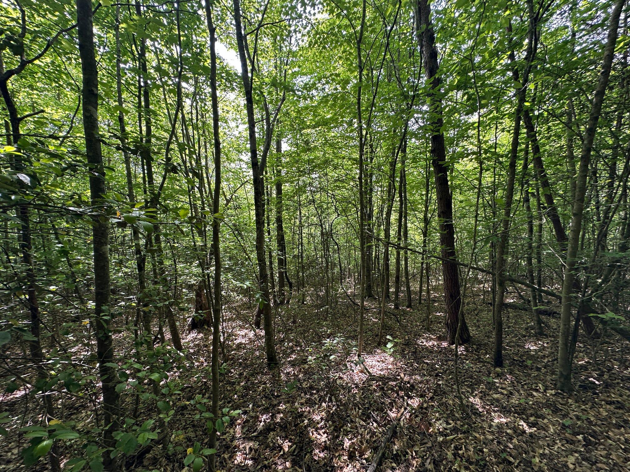 1802 River Road Williamsburg, KY 40769 - Photo 20 of 59 Woods