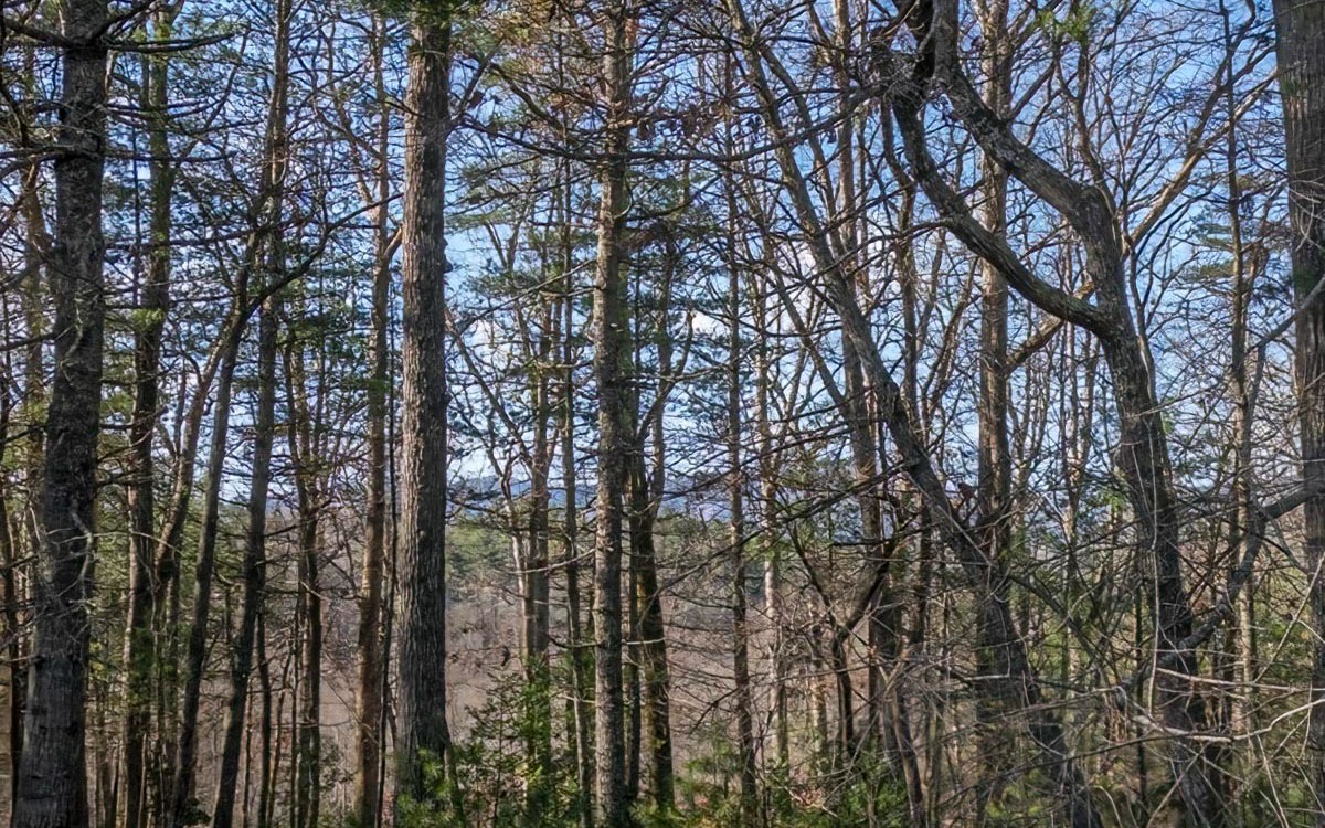 197 Macedonia Church Road Blue Ridge, GA 30513 - Photo 3 of 29 Additional View