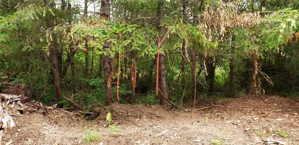 $100,000 | 196 Jensen Road, Onalaska, WA 98570