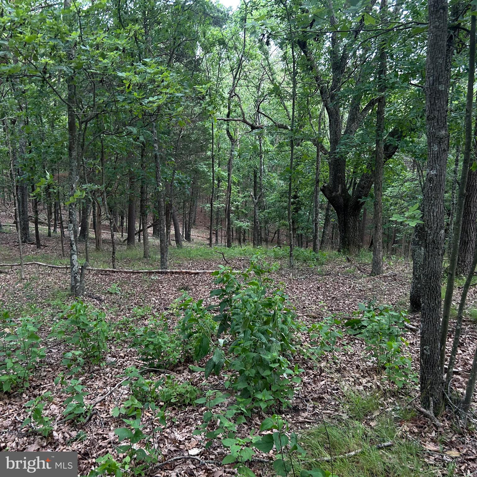 0 Headsville Road Keyser, WV 26726 - Photo 42 of 46