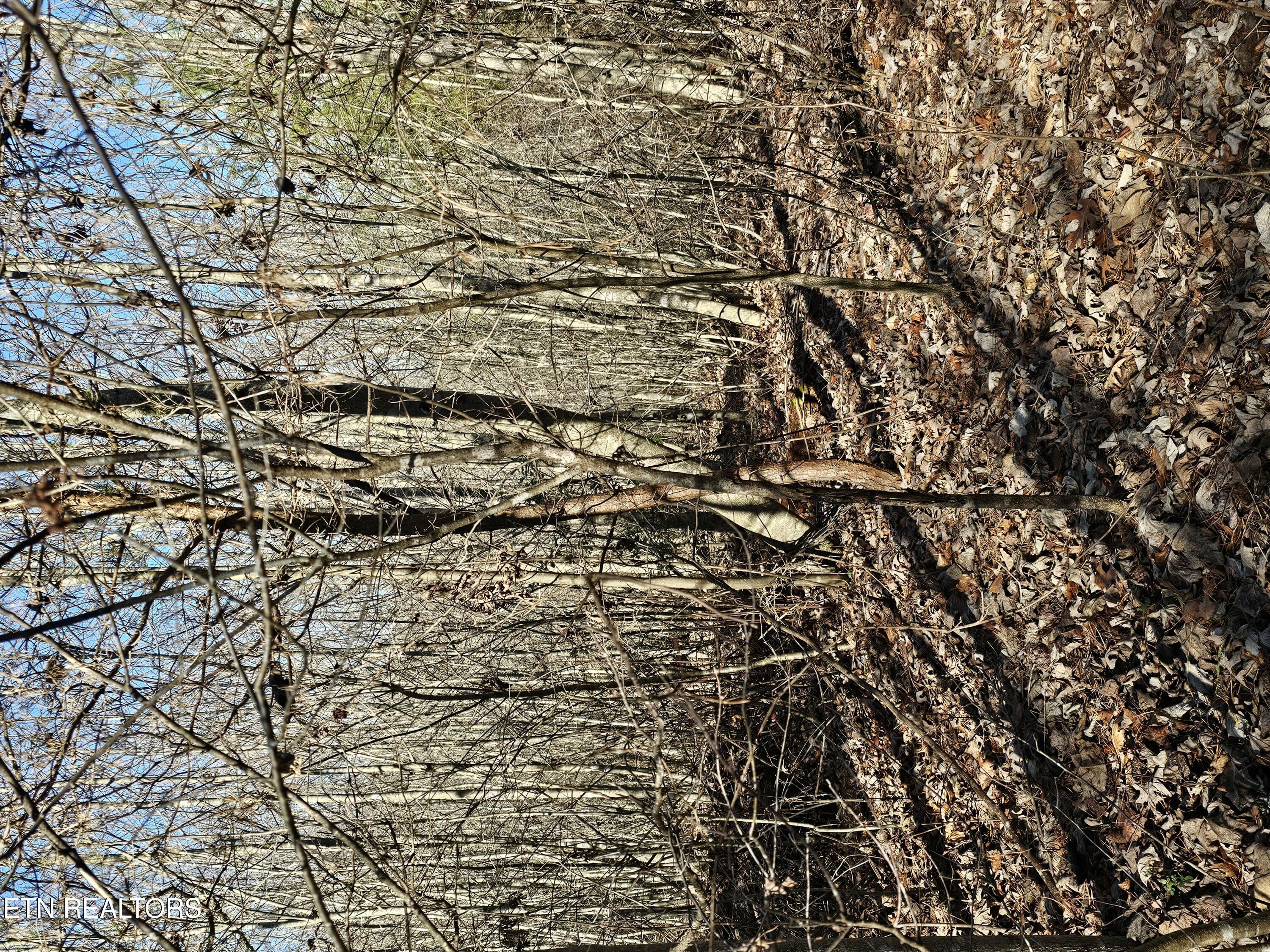 Genesis Road Lancing, TN 37770 - Photo 19 of 58 20251219_115559