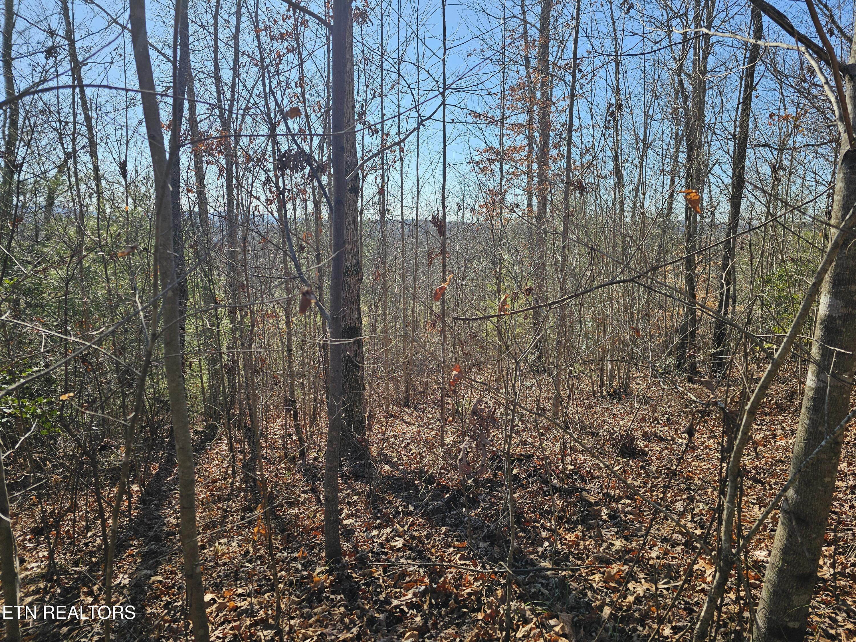 Genesis Road Lancing, TN 37770 - Photo 46 of 58 20251219_121815