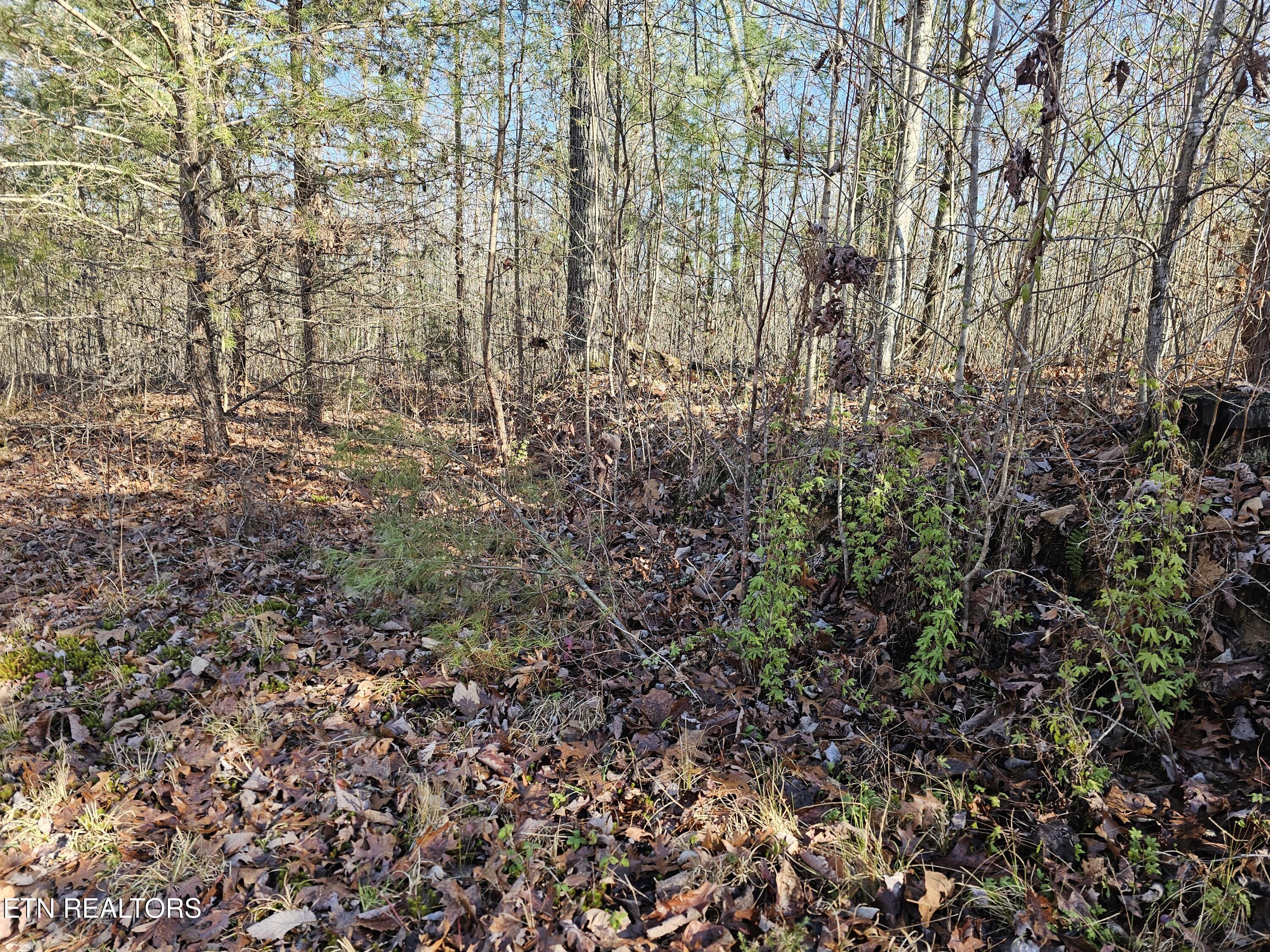 Genesis Road Lancing, TN 37770 - Photo 48 of 58 20251219_122854