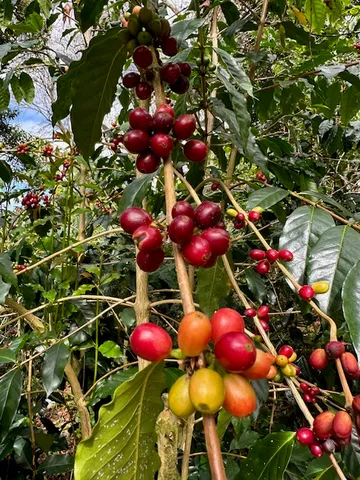 $325,000 | 197 Lot, Captain Cook, HI 96704