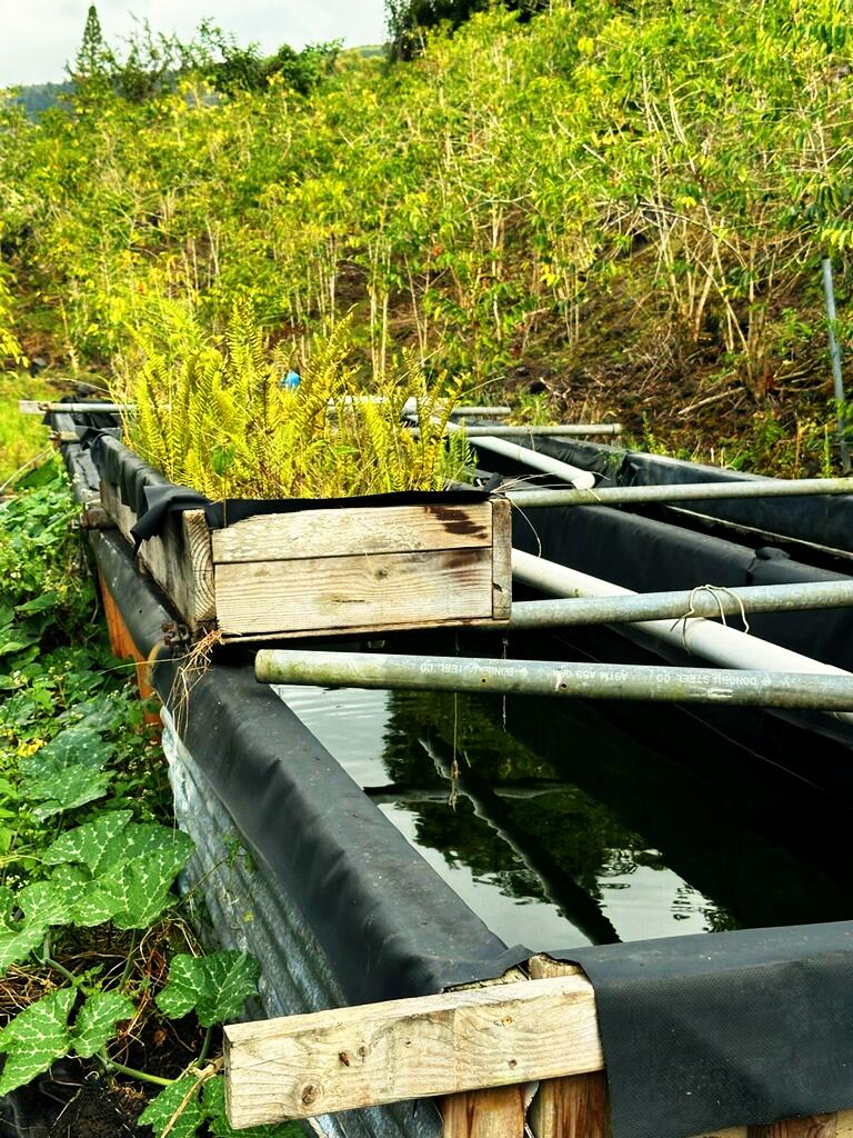 197 Lot Captain Cook, HI 96704 - Photo 6 of 6