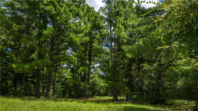 a view of a yard with a trees