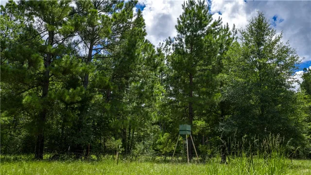 a view of a lush green forest with lots of trees