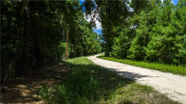 a view of a yard with plants and large trees