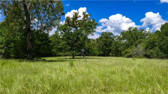 a view of a green yard