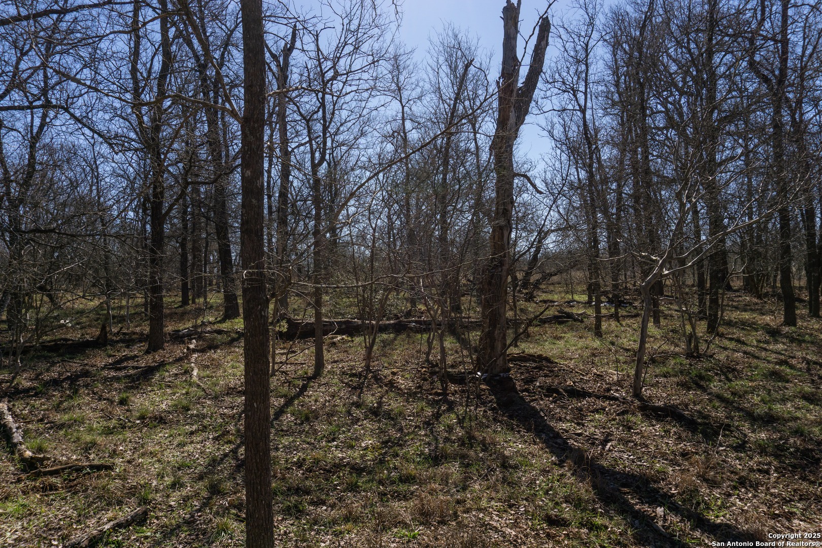 645 Marrou Road Seguin, TX 78155 - Photo 11 of 15 a view of a yard with large trees