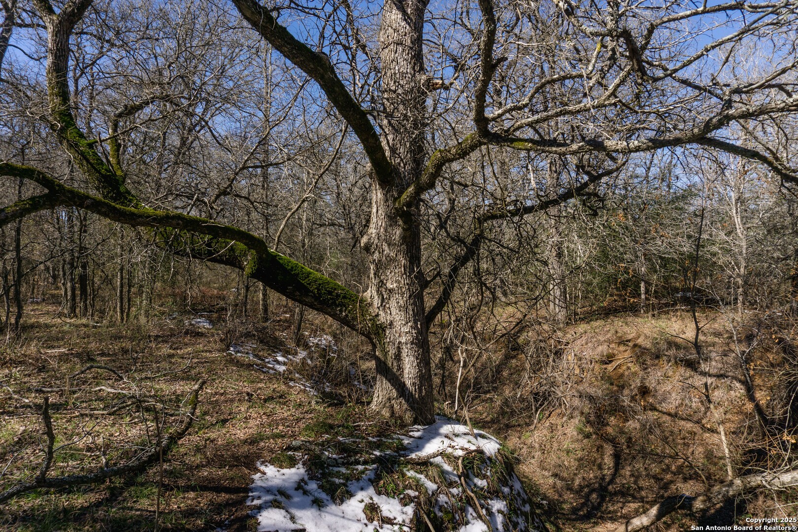 645 Marrou Road Seguin, TX 78155 - Photo 12 of 15 a view of a yard with plants and trees