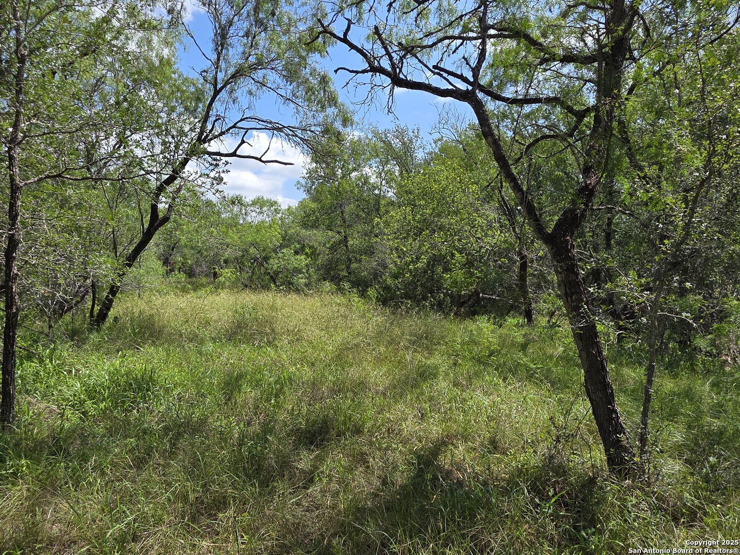 645 Marrou Road Seguin, TX 78155 - Photo 3 of 15 a view of a lush green forest