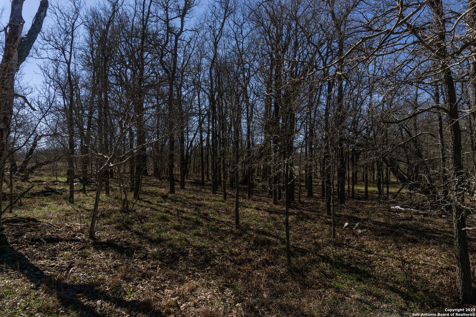 645 Marrou Road Seguin, TX 78155 - Photo 10 of 15 a view of a forest with trees in the background