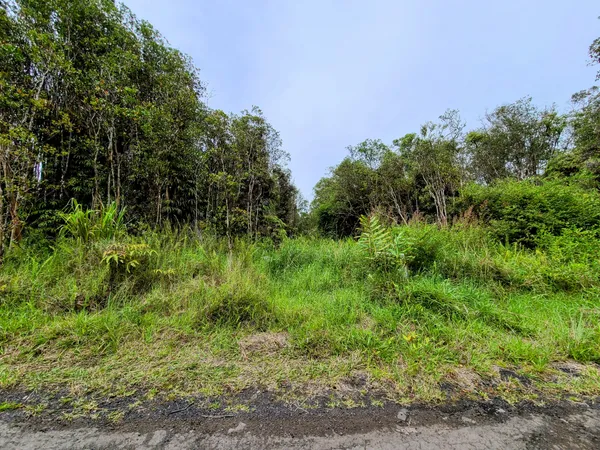 a view of a big yard with plants and large trees