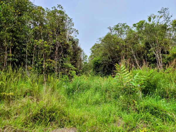 a view of a lush green space