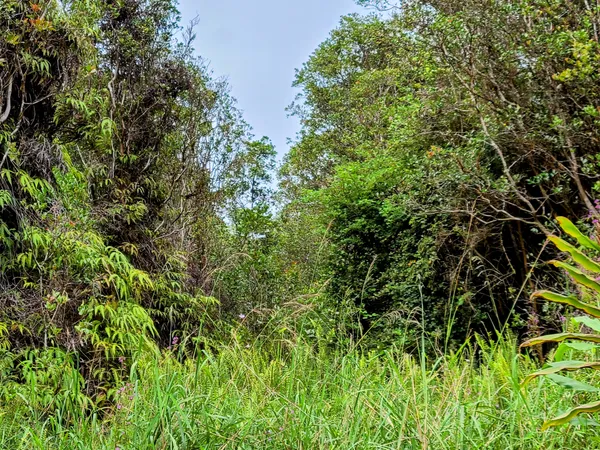 a view of a lush green forest with lots of trees
