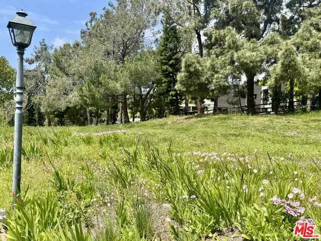 a view of a garden with plants