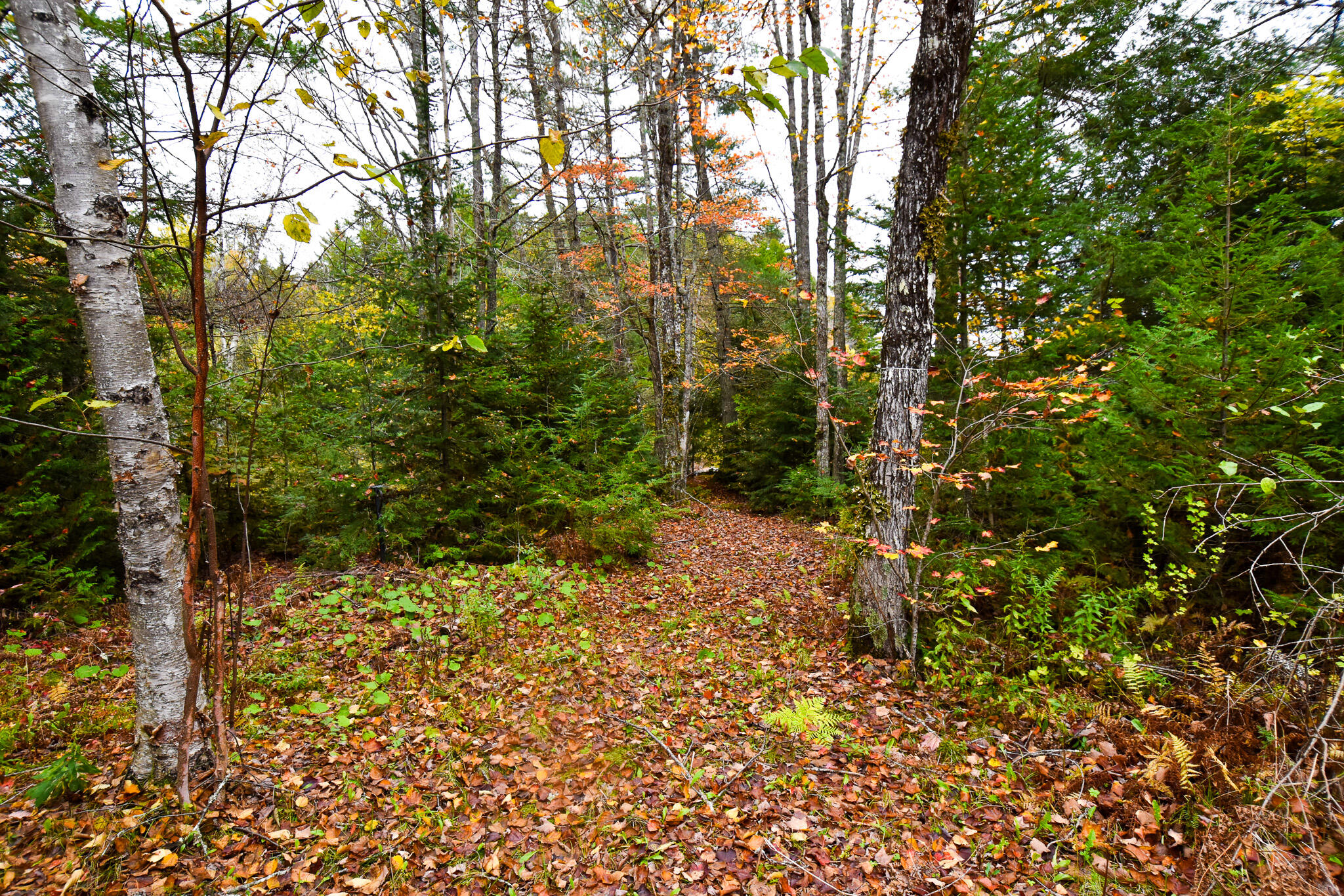 107 Silsby Road Mariaville, ME 04605 - Photo 22 of 22 DSC_0009