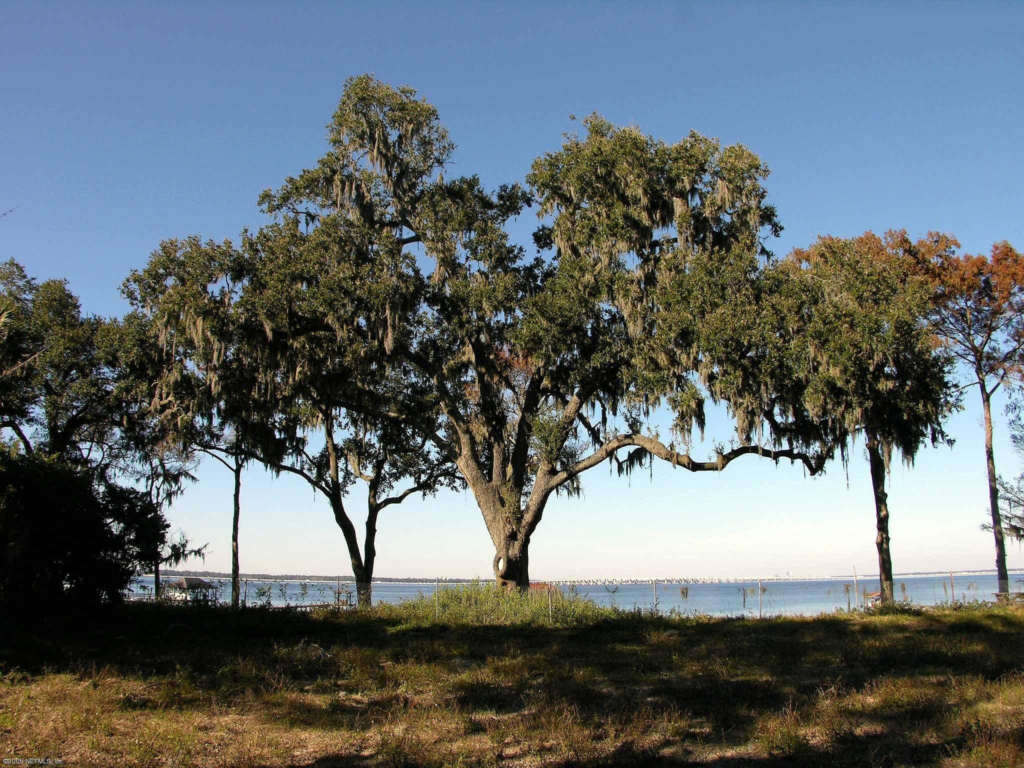 12570 Mandarin Road Jacksonville, FL 32223 - Photo 4 of 8 a view of a large tree with beach in front of it