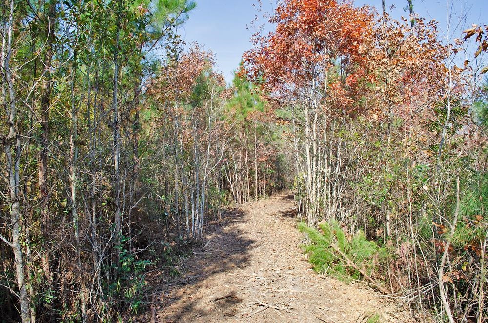 7 Josey Williams Road Erwin, NC 28339 - Photo 26 of 28 Photo 27