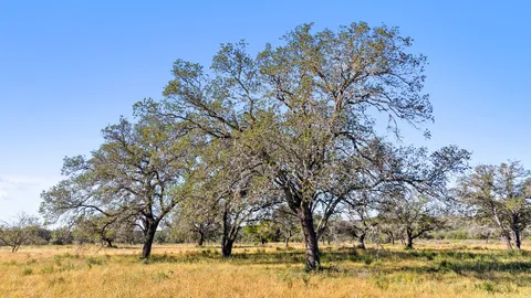 $995,000 | 9 Pedernales Canyon Trail, Spicewood, TX 78669