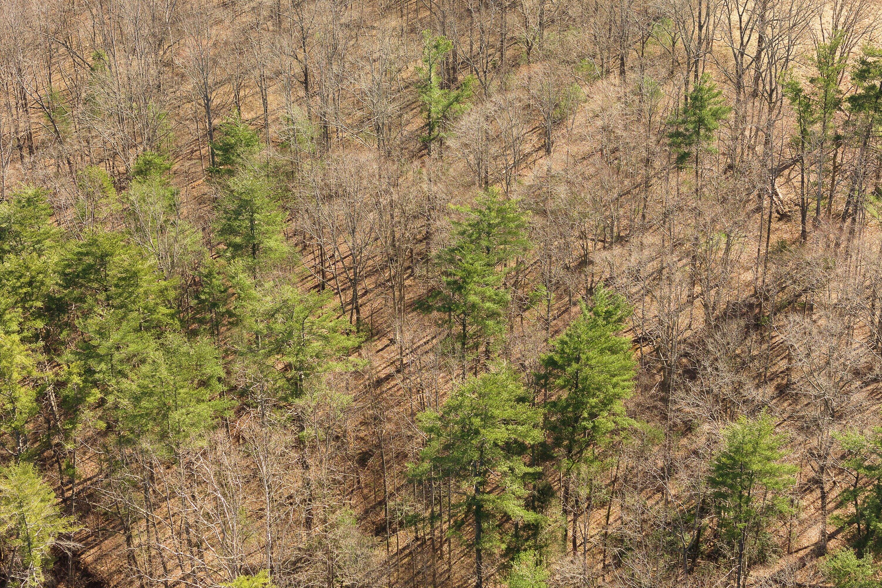 Lot 2 Winding Timber Lane Vinton, VA 24179 - Photo 12 of 21 a view of a yard with a tree