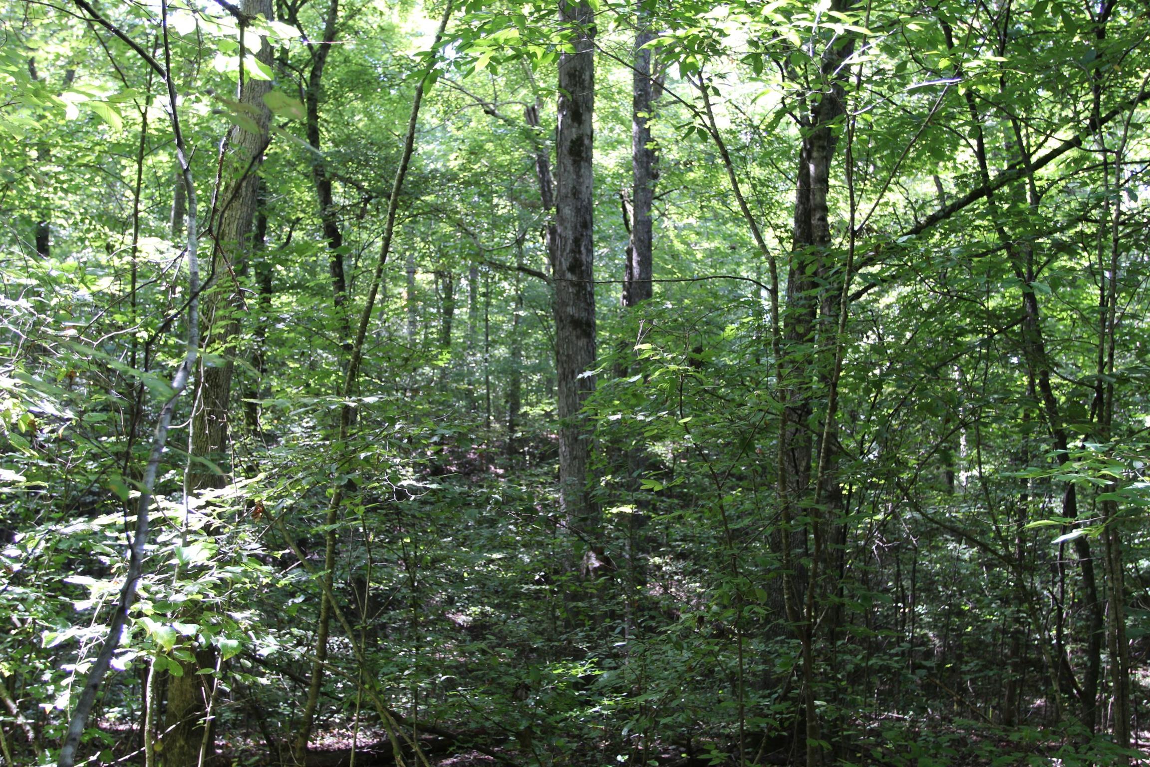 0 Pond Lane Tennessee Ridge, TN 37178 - Photo 14 of 30