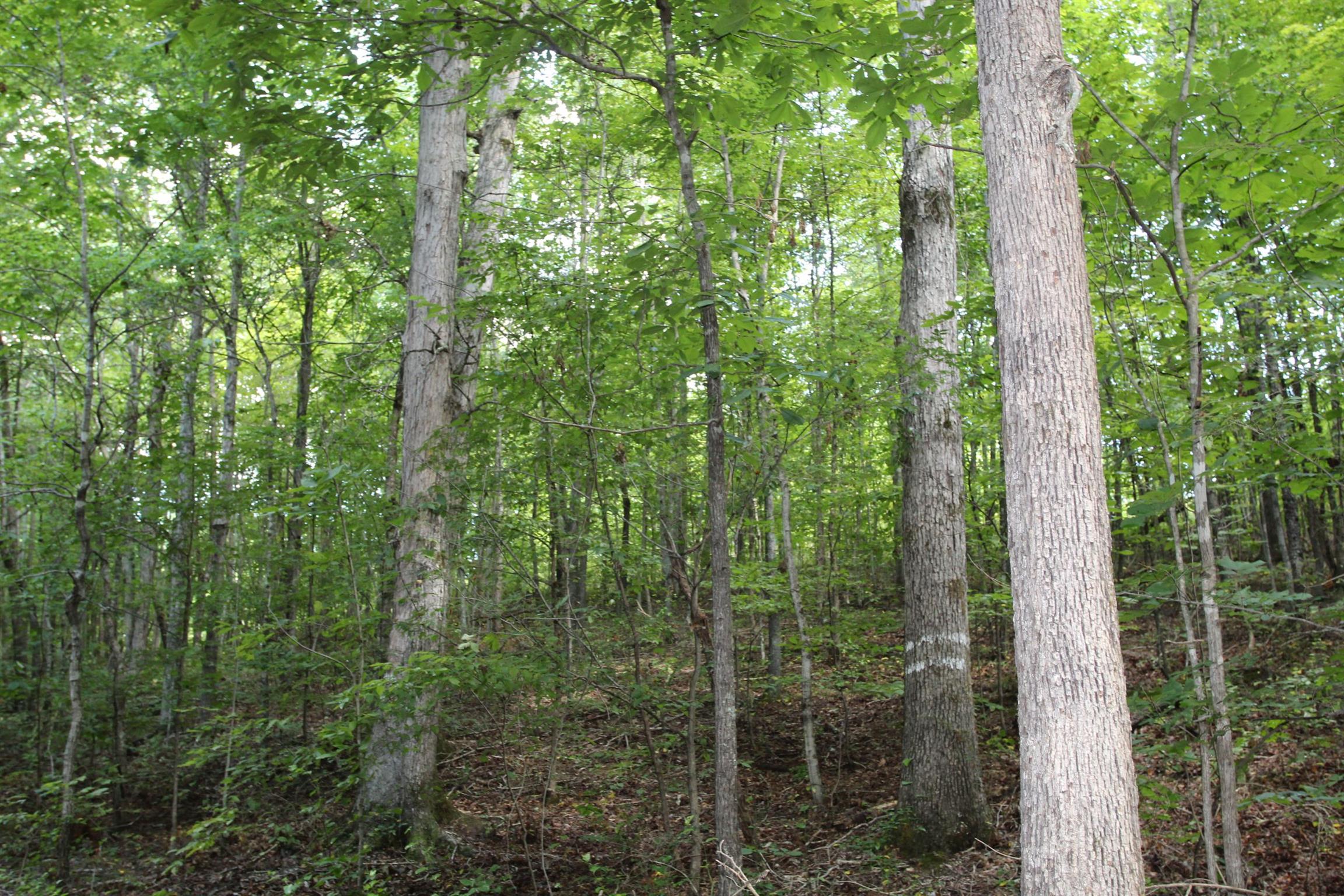 0 Pond Lane Tennessee Ridge, TN 37178 - Photo 17 of 30
