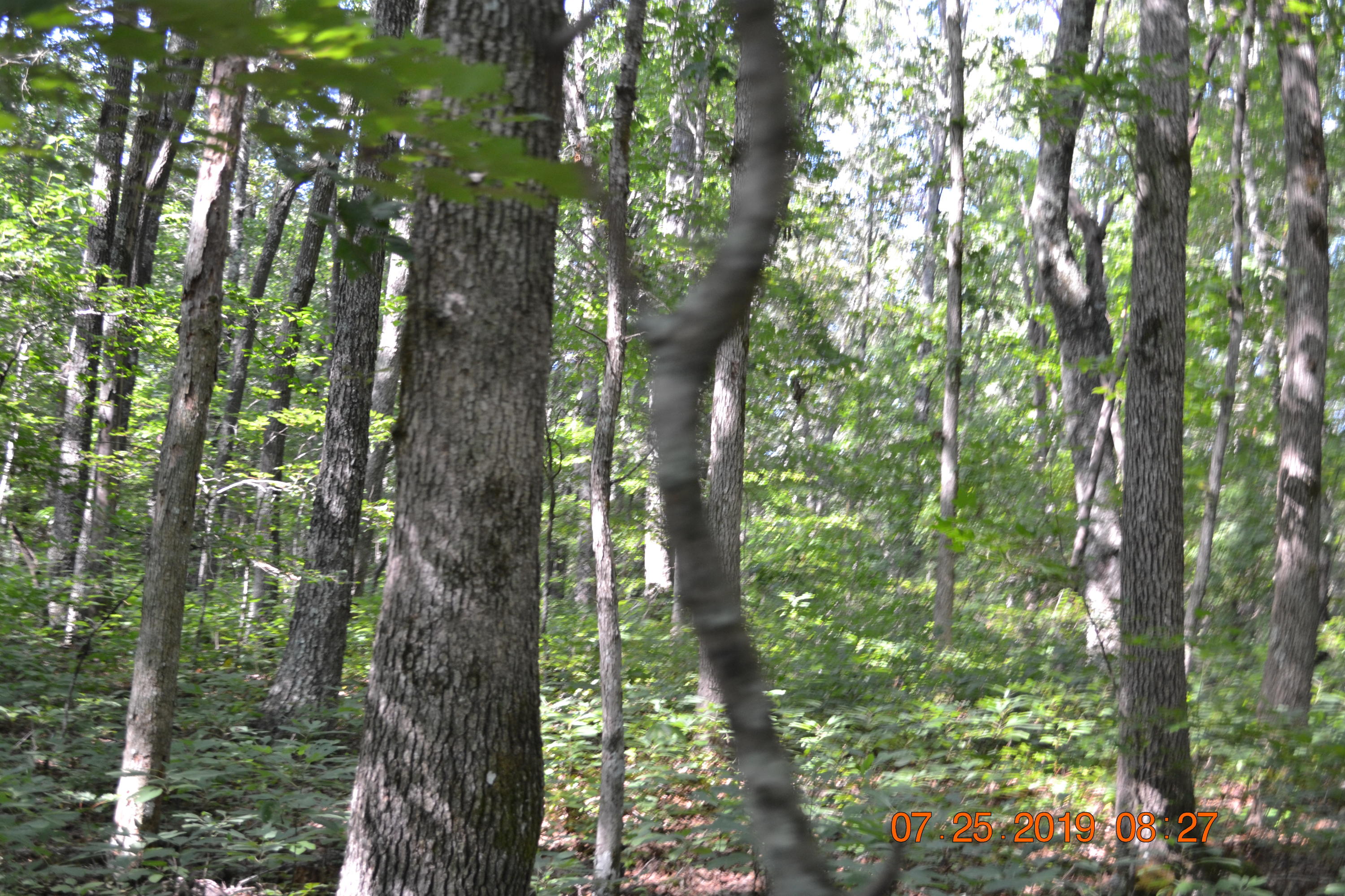 Level wooded